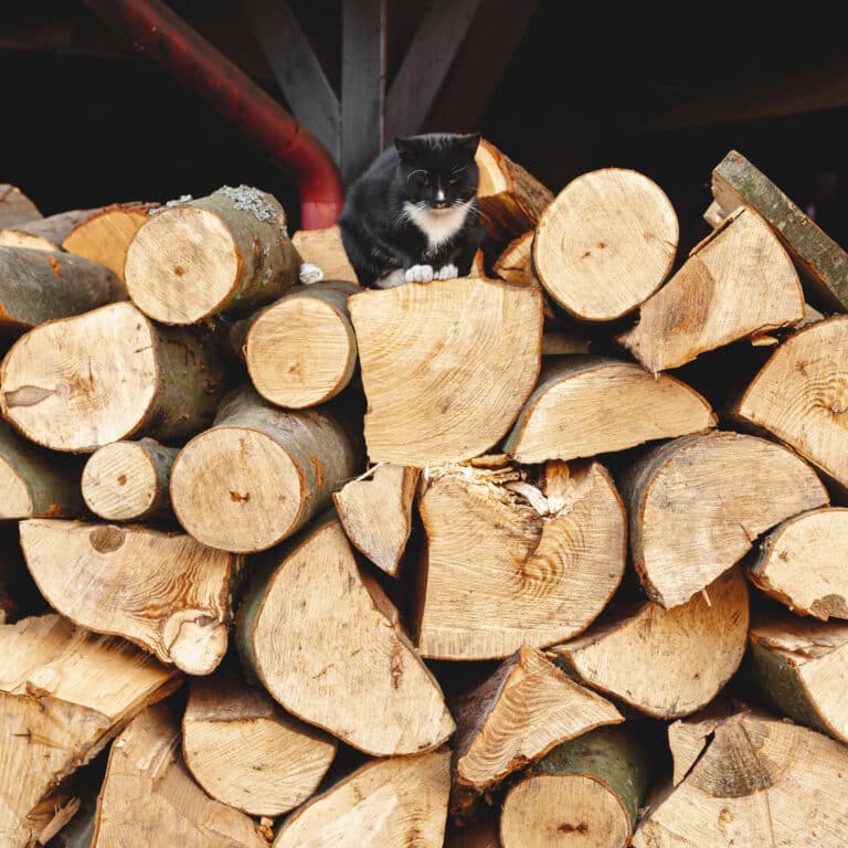 tas de bois bien rangé avec un chat posé dessus